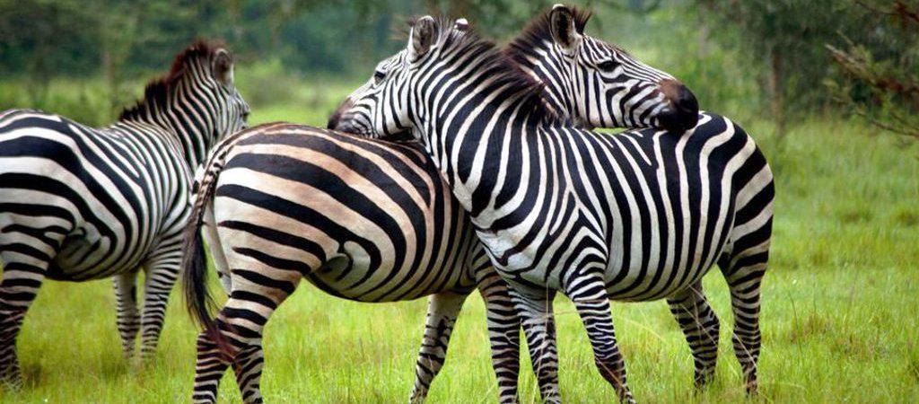 Lake Mburo National Park